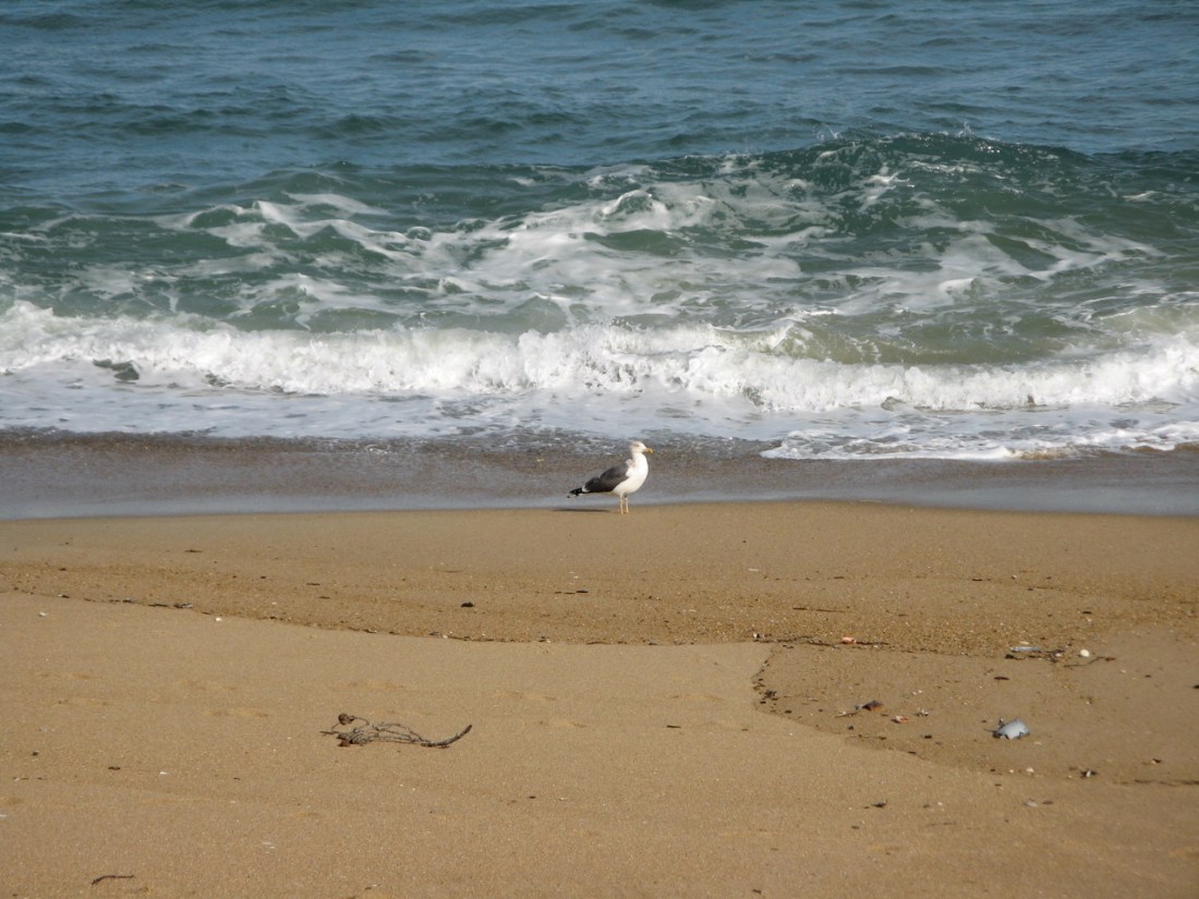 seagull