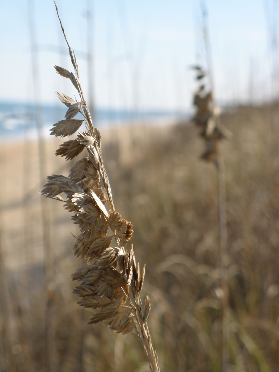 Seaoats