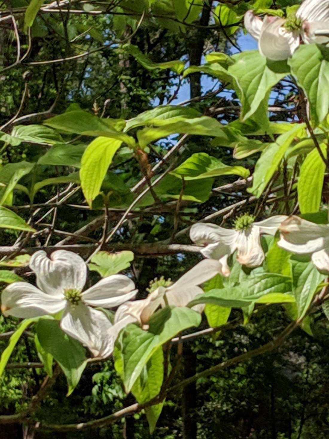 dogwoodblossom